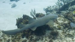Nurse Shark taken with Nikon D200 Ikelite Housing DS 125 ... by Don Bricker 
